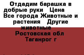 Отдадим барашка в добрые руки › Цена ­ 1 - Все города Животные и растения » Другие животные   . Ростовская обл.,Таганрог г.